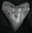 Very Wide Megalodon Tooth #9414-1